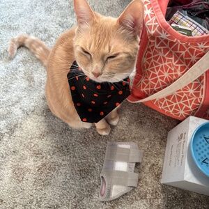 Cat toys and bandanas